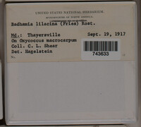Badhamia lilacina image
